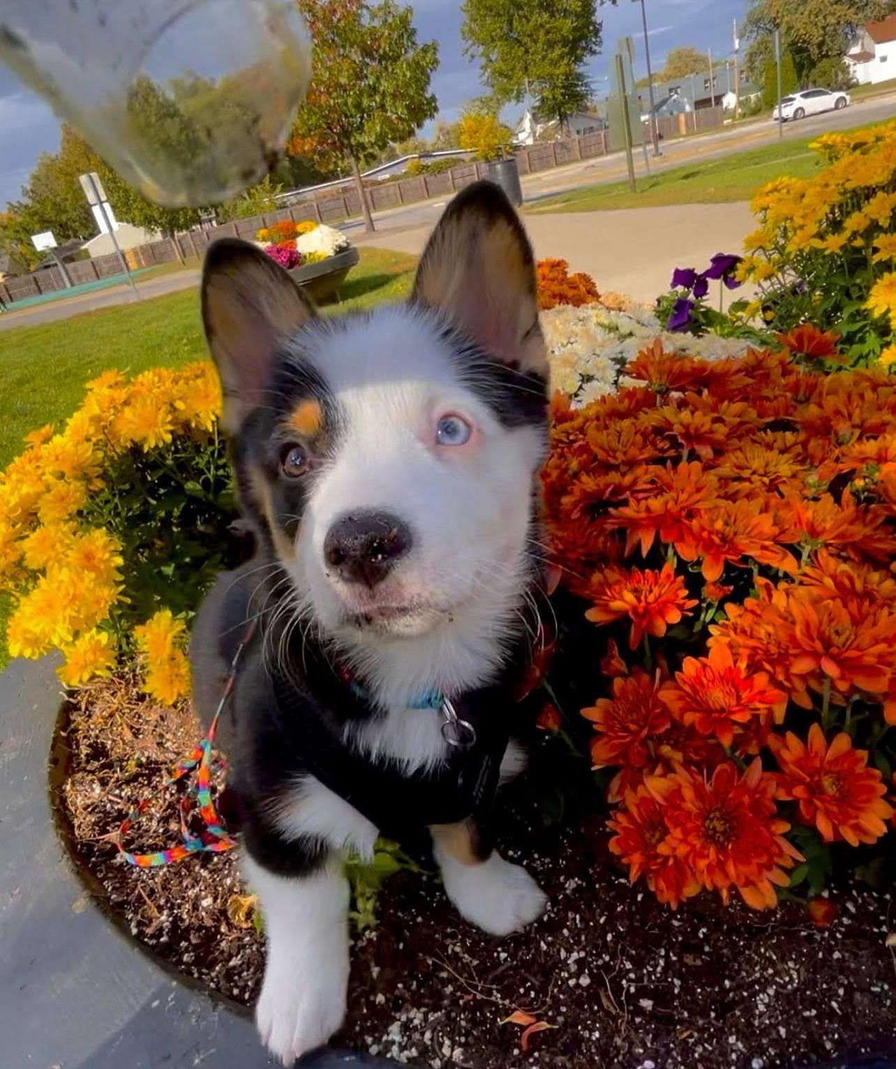 Scooter male Welsh Corgi